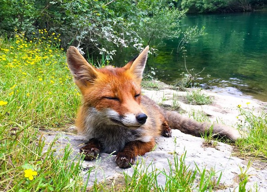 Ces photos de renards montrent à quel point ils sont des créatures merveilleuses