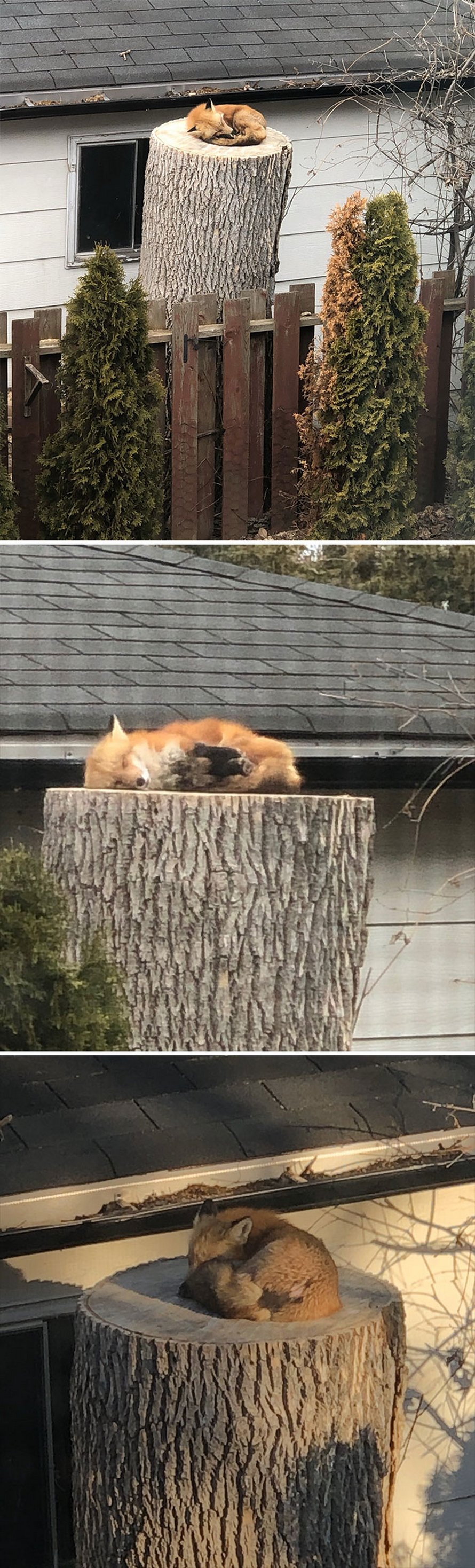 Ces photos de renards montrent à quel point ils sont des créatures merveilleuses