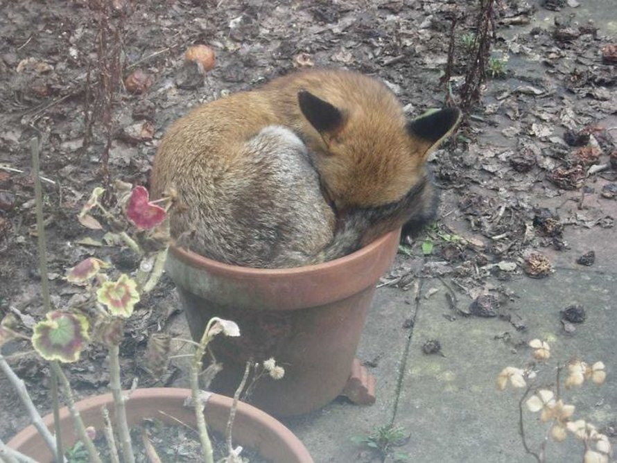 Ces photos de renards montrent à quel point ils sont des créatures merveilleuses