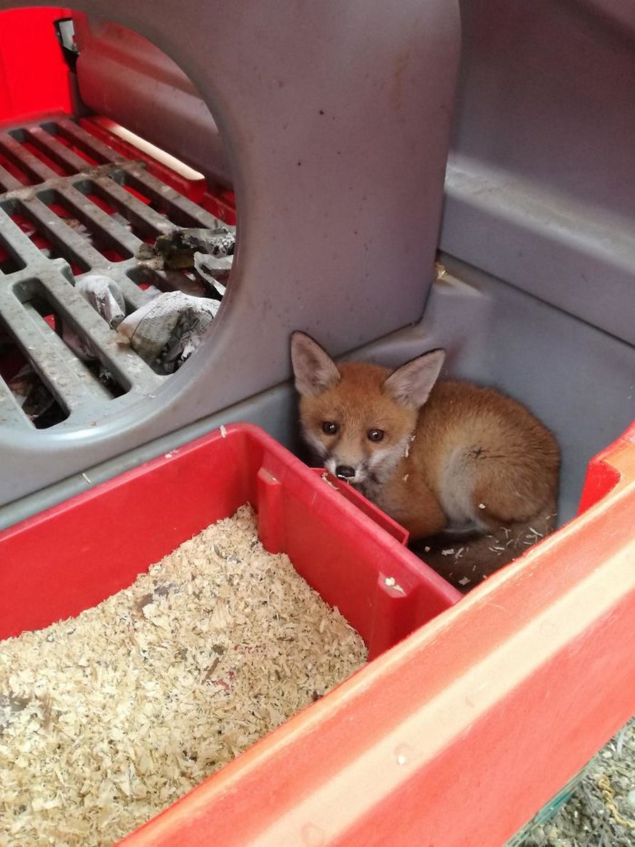 Ces photos de renards montrent à quel point ils sont des créatures merveilleuses