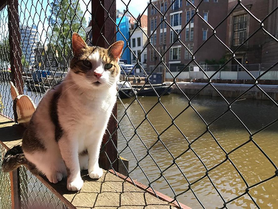 Les gens disent que ce sanctuaire flottant pour chats est l’attraction la mieux cachée d’Amsterdam