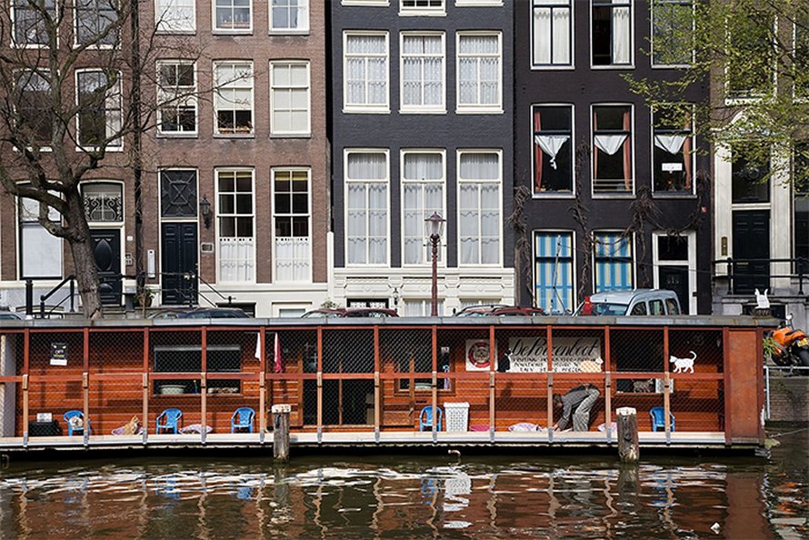 Les gens disent que ce sanctuaire flottant pour chats est l’attraction la mieux cachée d’Amsterdam