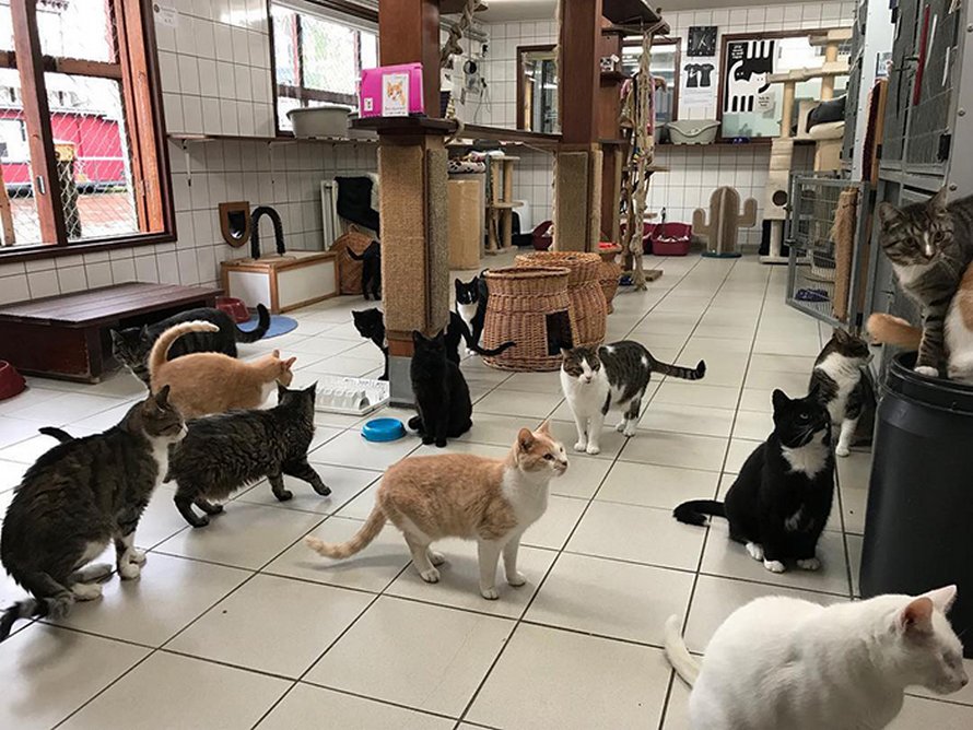 Les gens disent que ce sanctuaire flottant pour chats est l’attraction la mieux cachée d’Amsterdam