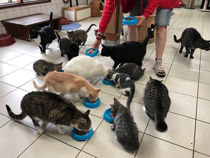 Les gens disent que ce sanctuaire flottant pour chats est l’attraction la mieux cachée d’Amsterdam