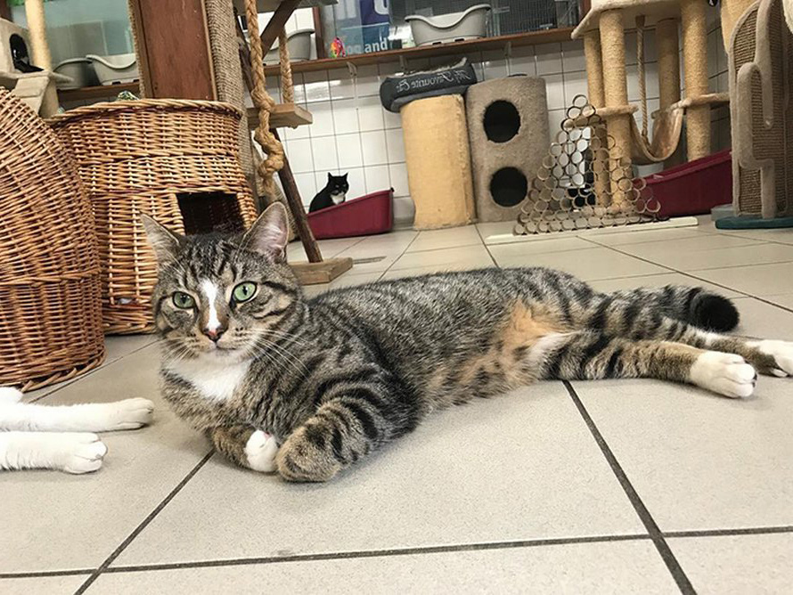 Les gens disent que ce sanctuaire flottant pour chats est l’attraction la mieux cachée d’Amsterdam