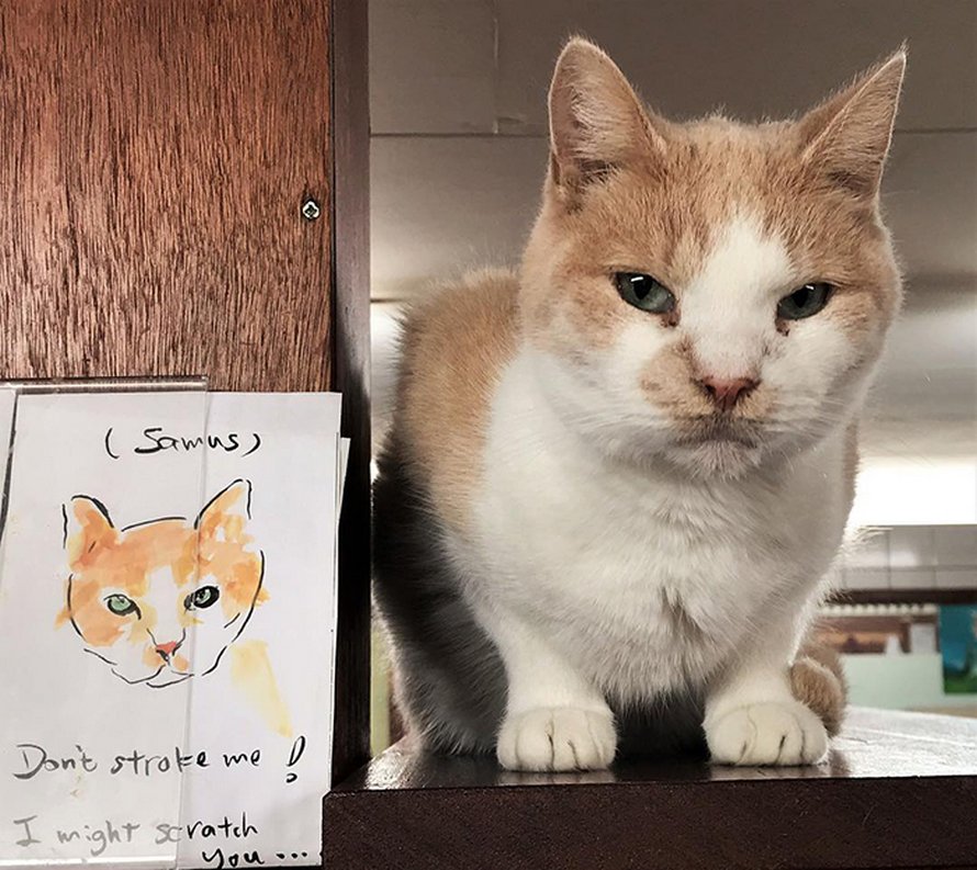 Les gens disent que ce sanctuaire flottant pour chats est l’attraction la mieux cachée d’Amsterdam