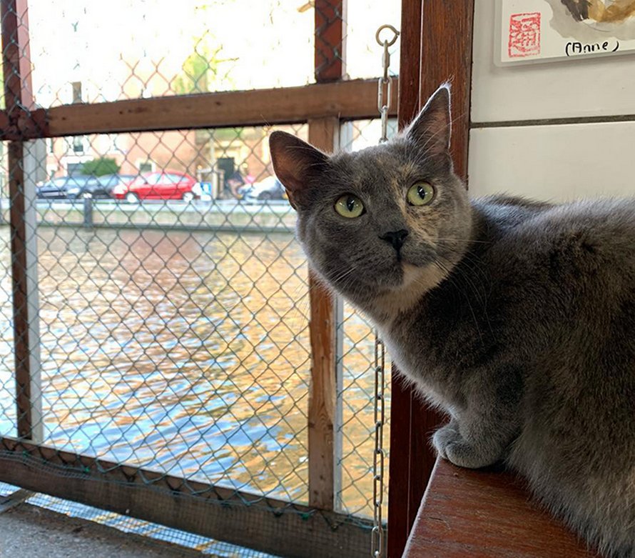 Les gens disent que ce sanctuaire flottant pour chats est l’attraction la mieux cachée d’Amsterdam