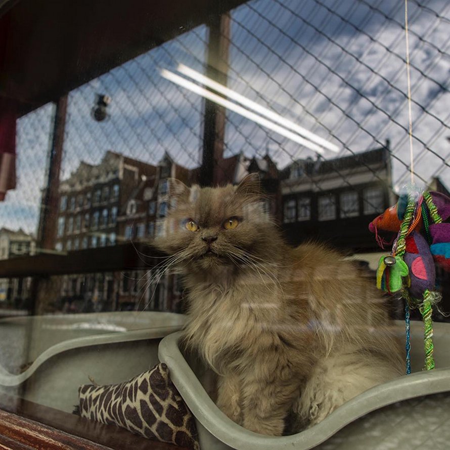 Les gens disent que ce sanctuaire flottant pour chats est l’attraction la mieux cachée d’Amsterdam