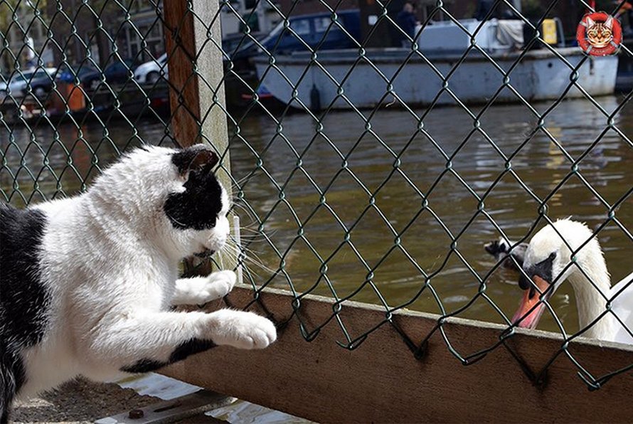 Les gens disent que ce sanctuaire flottant pour chats est l’attraction la mieux cachée d’Amsterdam