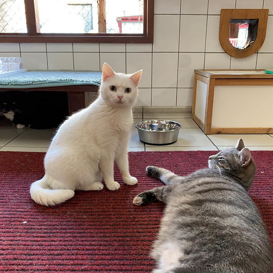 Les gens disent que ce sanctuaire flottant pour chats est l’attraction la mieux cachée d’Amsterdam