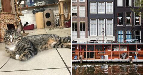 Les gens disent que ce sanctuaire flottant pour chats est l’attraction la mieux cachée d’Amsterdam