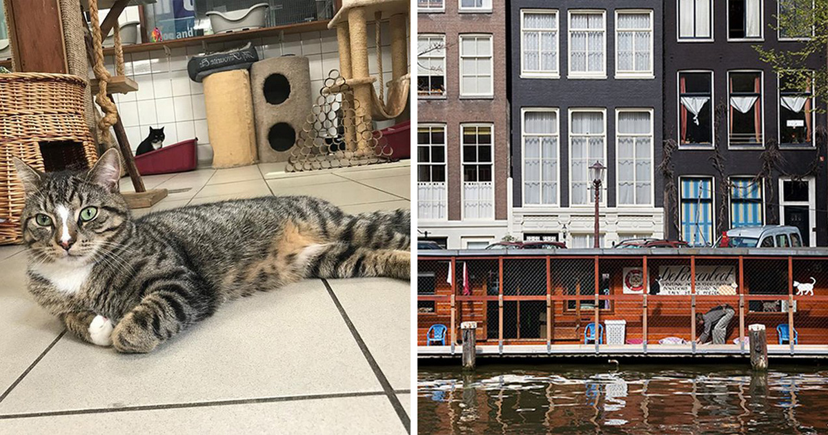 Amsterdam chat