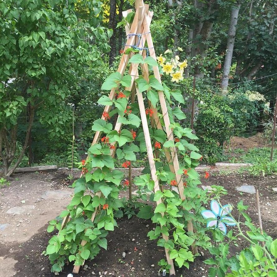 Des gens créent des tentes de jardin magiques avec des haricots pour leurs enfants et voici les 15 plus belles créations