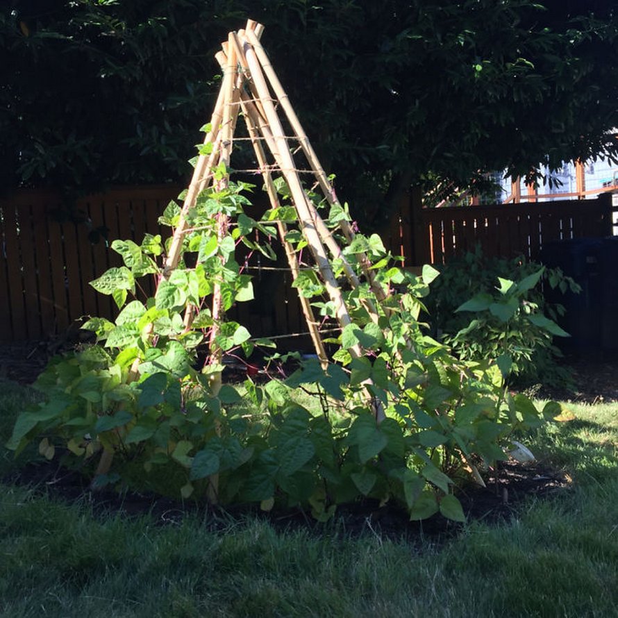 Des gens créent des tentes de jardin magiques avec des haricots pour leurs enfants et voici les 15 plus belles créations