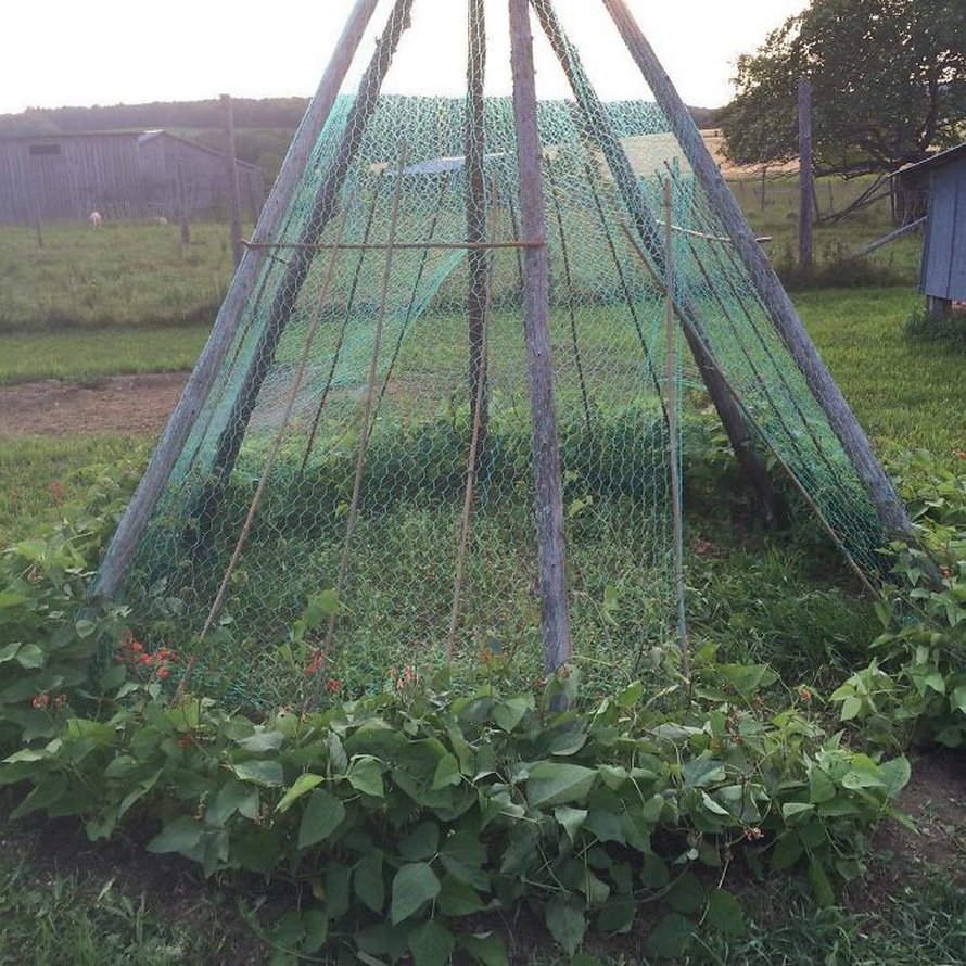 Des gens créent des tentes de jardin magiques avec des haricots pour leurs enfants et voici les 15 plus belles créations