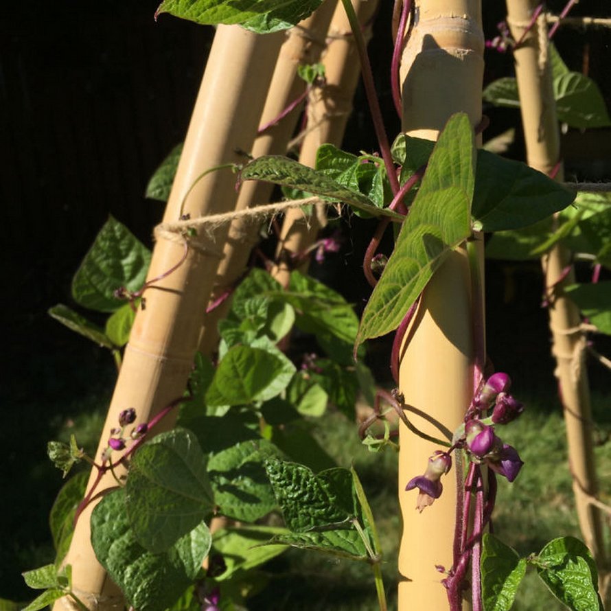Des gens créent des tentes de jardin magiques avec des haricots pour leurs enfants et voici les 15 plus belles créations