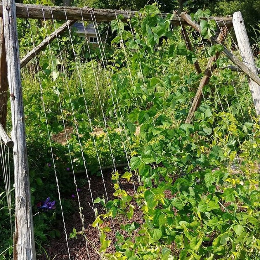Des gens créent des tentes de jardin magiques avec des haricots pour leurs enfants et voici les 15 plus belles créations