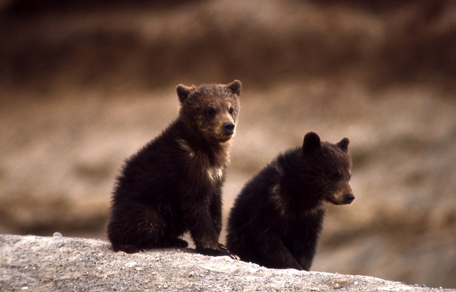 Un agent de conservation licencié pour avoir refusé de tuer des oursons remporte une bataille juridique pour blanchir son nom