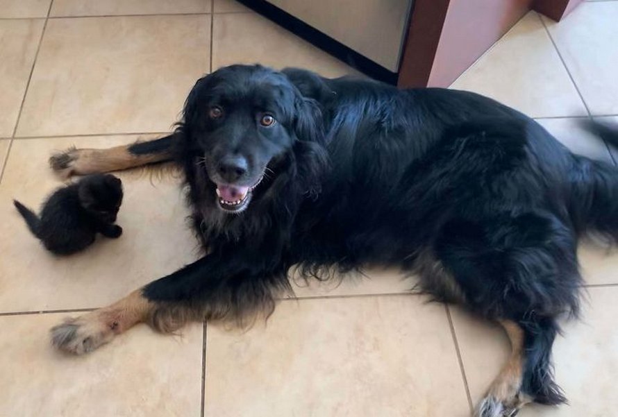 Voici les meilleures photos d’animaux de compagnie secourus du mois (édition de juin)