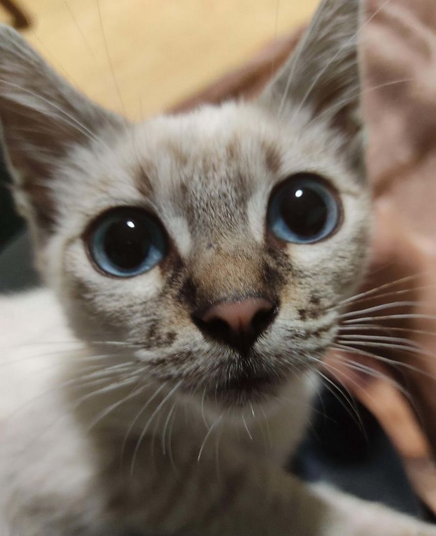 Voici les meilleures photos d’animaux de compagnie secourus du mois (édition de juin)