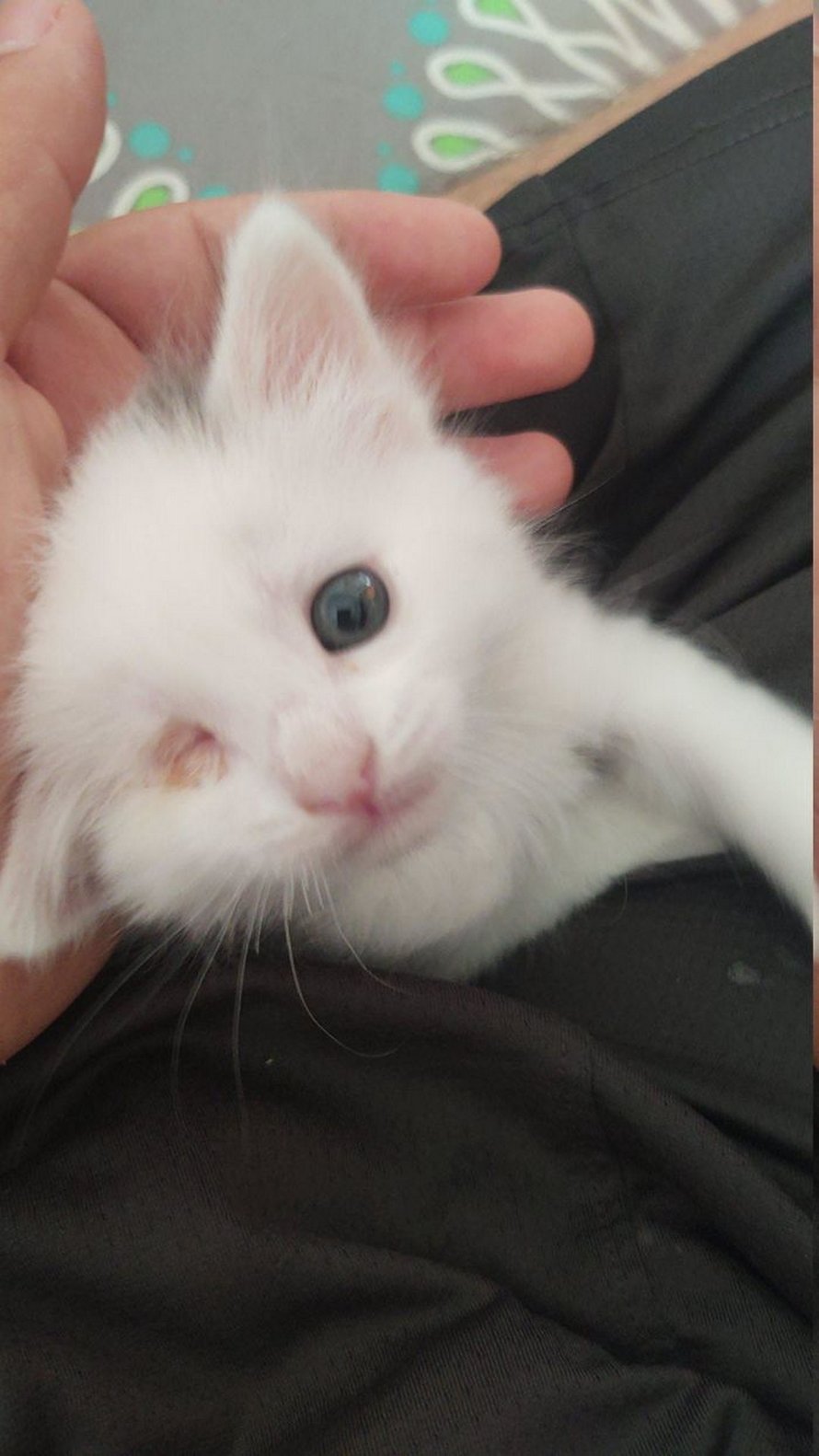 Voici les meilleures photos d’animaux de compagnie secourus du mois (édition de juin)