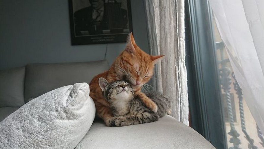 Voici les meilleures photos d’animaux de compagnie secourus du mois (édition de juin)