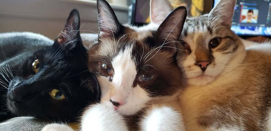 Voici les meilleures photos d’animaux de compagnie secourus du mois (édition de juin)