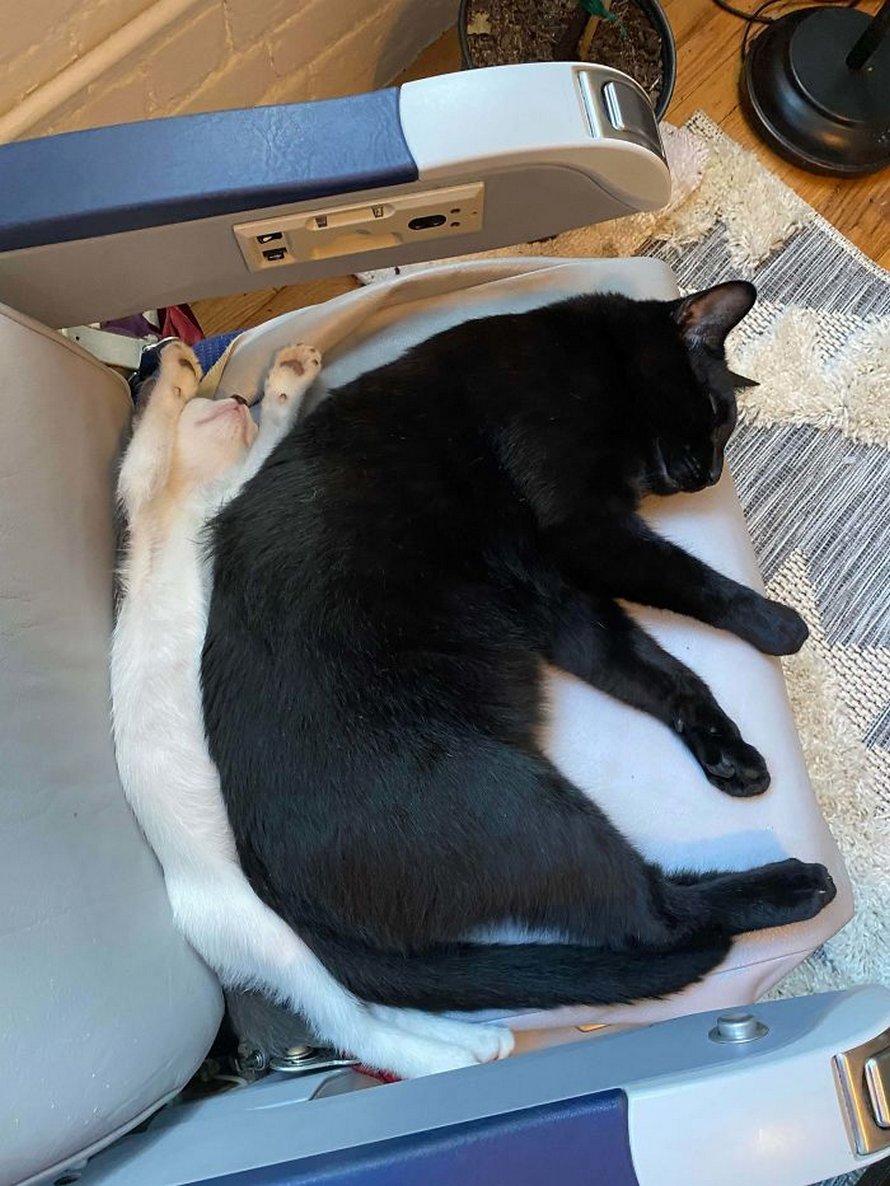 Voici les meilleures photos d’animaux de compagnie secourus du mois (édition de juin)