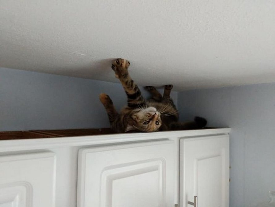 Voici les meilleures photos d’animaux de compagnie secourus du mois (édition de juin)