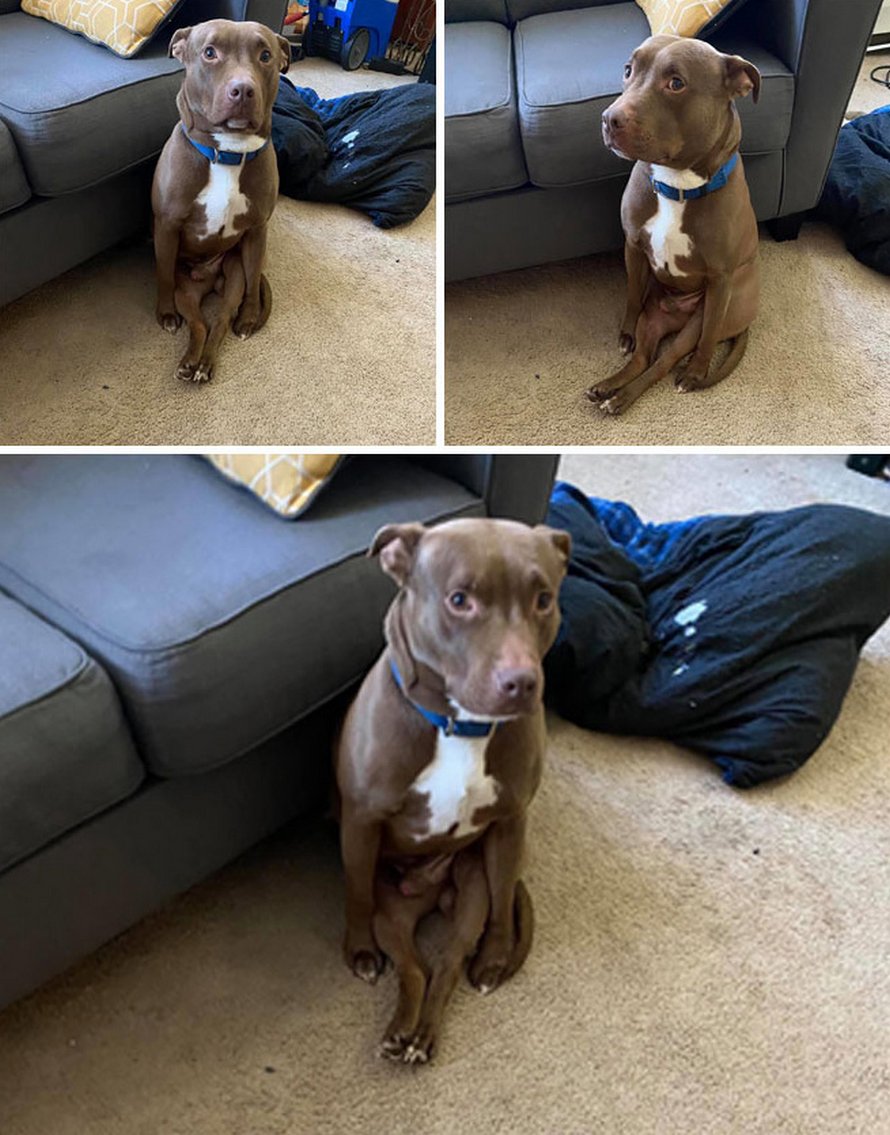 Des gens partagent des photos hilarantes de leurs chiens qui sont assis des façons les plus bizarres