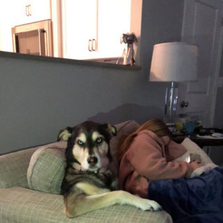 Des gens partagent des photos hilarantes de leurs chiens qui sont assis des façons les plus