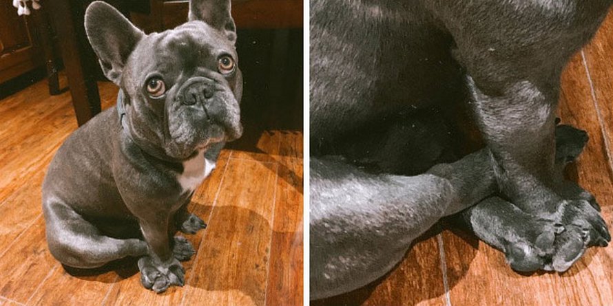 Des gens partagent des photos hilarantes de leurs chiens qui sont assis des façons les plus bizarres
