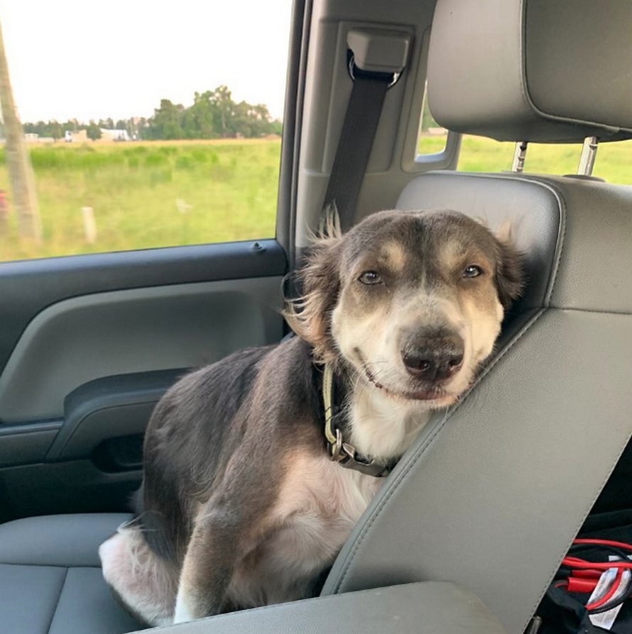Des gens partagent des photos hilarantes de leurs chiens qui sont assis des façons les plus bizarres