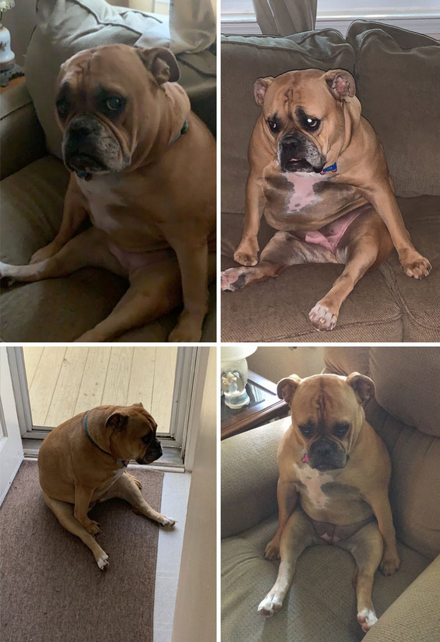 Des gens partagent des photos hilarantes de leurs chiens qui sont assis des façons les plus bizarres