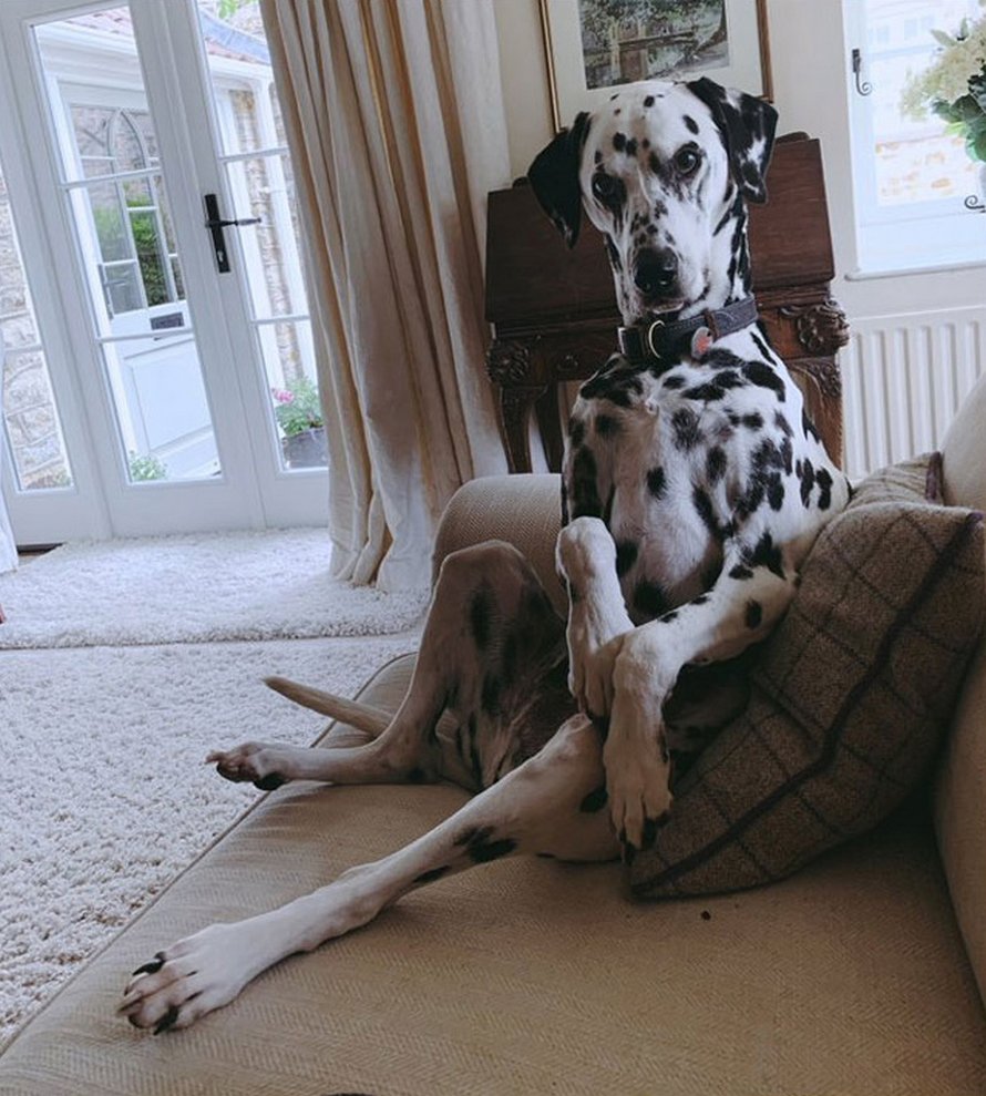 Des gens partagent des photos hilarantes de leurs chiens qui sont assis des façons les plus bizarres