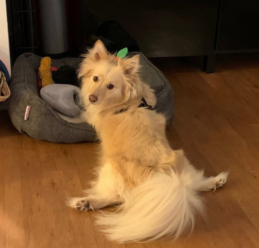 Des gens partagent des photos hilarantes de leurs chiens qui sont assis des façons les plus bizarres