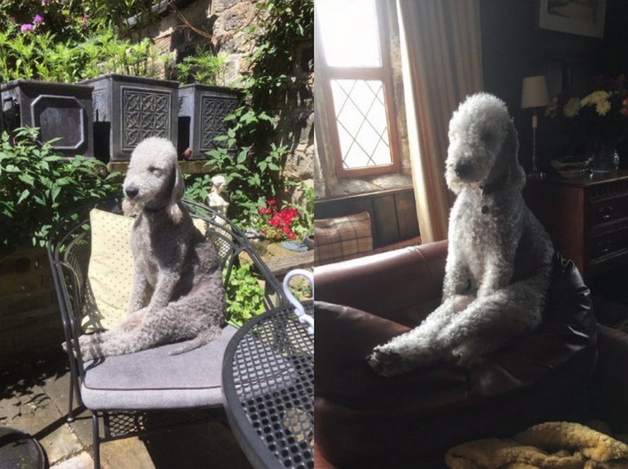 Des gens partagent des photos hilarantes de leurs chiens qui sont assis des façons les plus bizarres