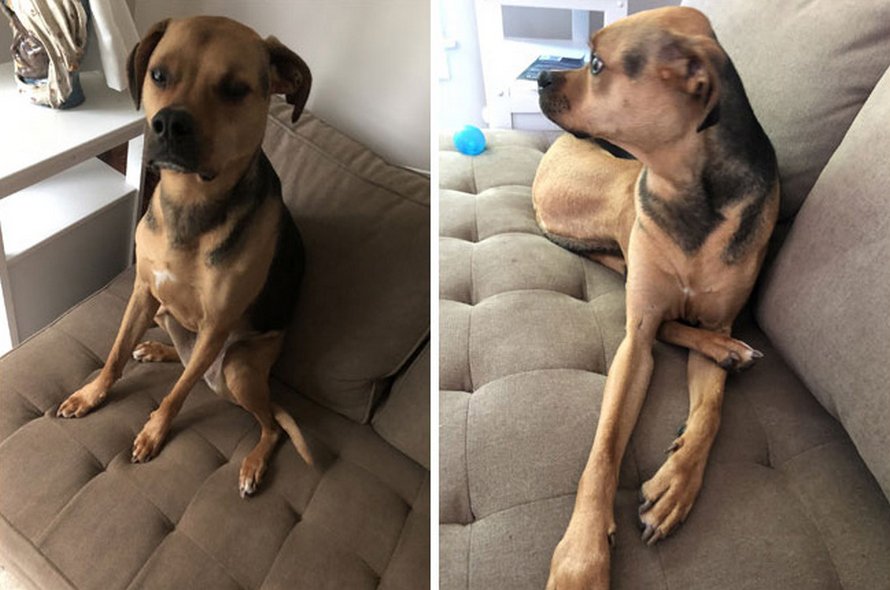 Des gens partagent des photos hilarantes de leurs chiens qui sont assis des façons les plus bizarres