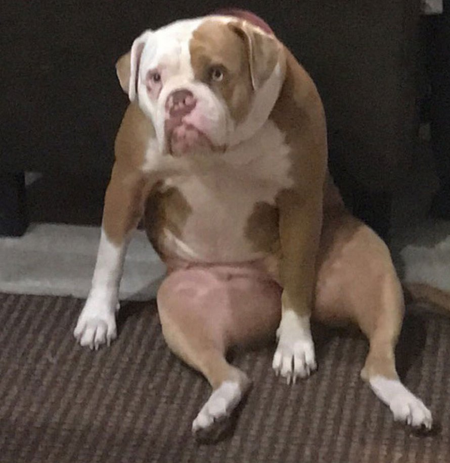 Des gens partagent des photos hilarantes de leurs chiens qui sont assis des façons les plus bizarres