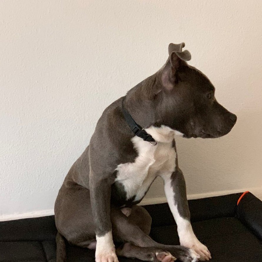 Des gens partagent des photos hilarantes de leurs chiens qui sont assis des façons les plus bizarres