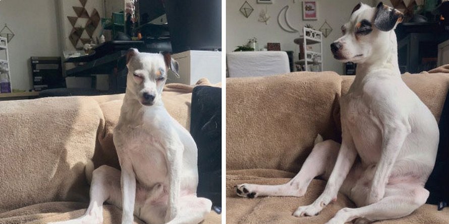 Des gens partagent des photos hilarantes de leurs chiens qui sont assis des façons les plus bizarres