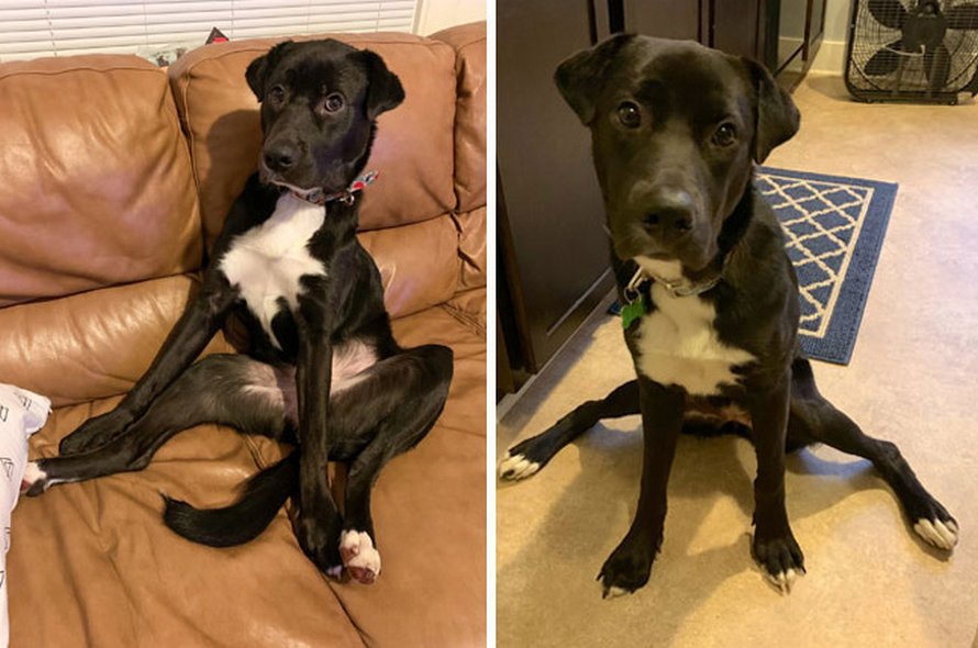 Des gens partagent des photos hilarantes de leurs chiens qui sont assis des façons les plus bizarres