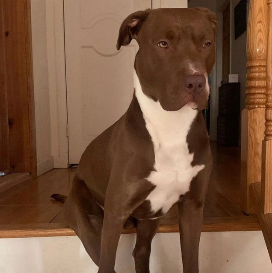 Des gens partagent des photos hilarantes de leurs chiens qui sont assis des façons les plus bizarres