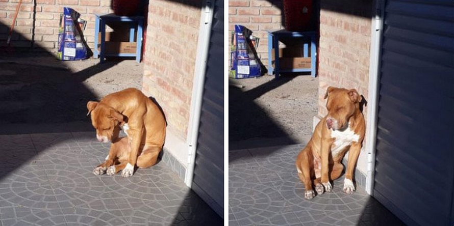 Des gens partagent des photos hilarantes de leurs chiens qui sont assis des façons les plus bizarres