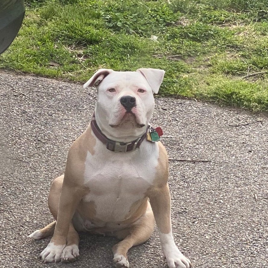 Des gens partagent des photos hilarantes de leurs chiens qui sont assis des façons les plus bizarres