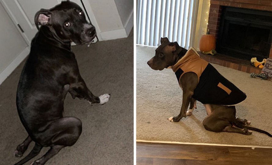 Des gens partagent des photos hilarantes de leurs chiens qui sont assis des façons les plus bizarres