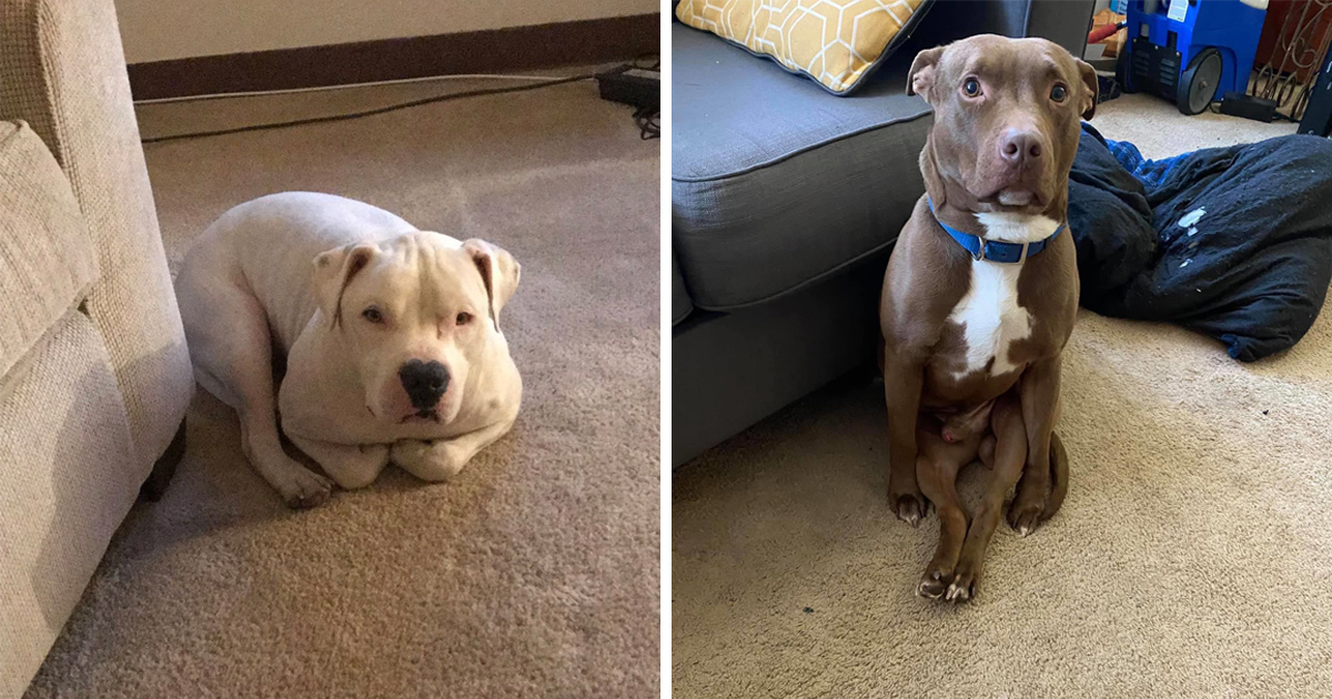 Des gens partagent des photos hilarantes de leurs chiens qui sont assis des façons les plus bizarres