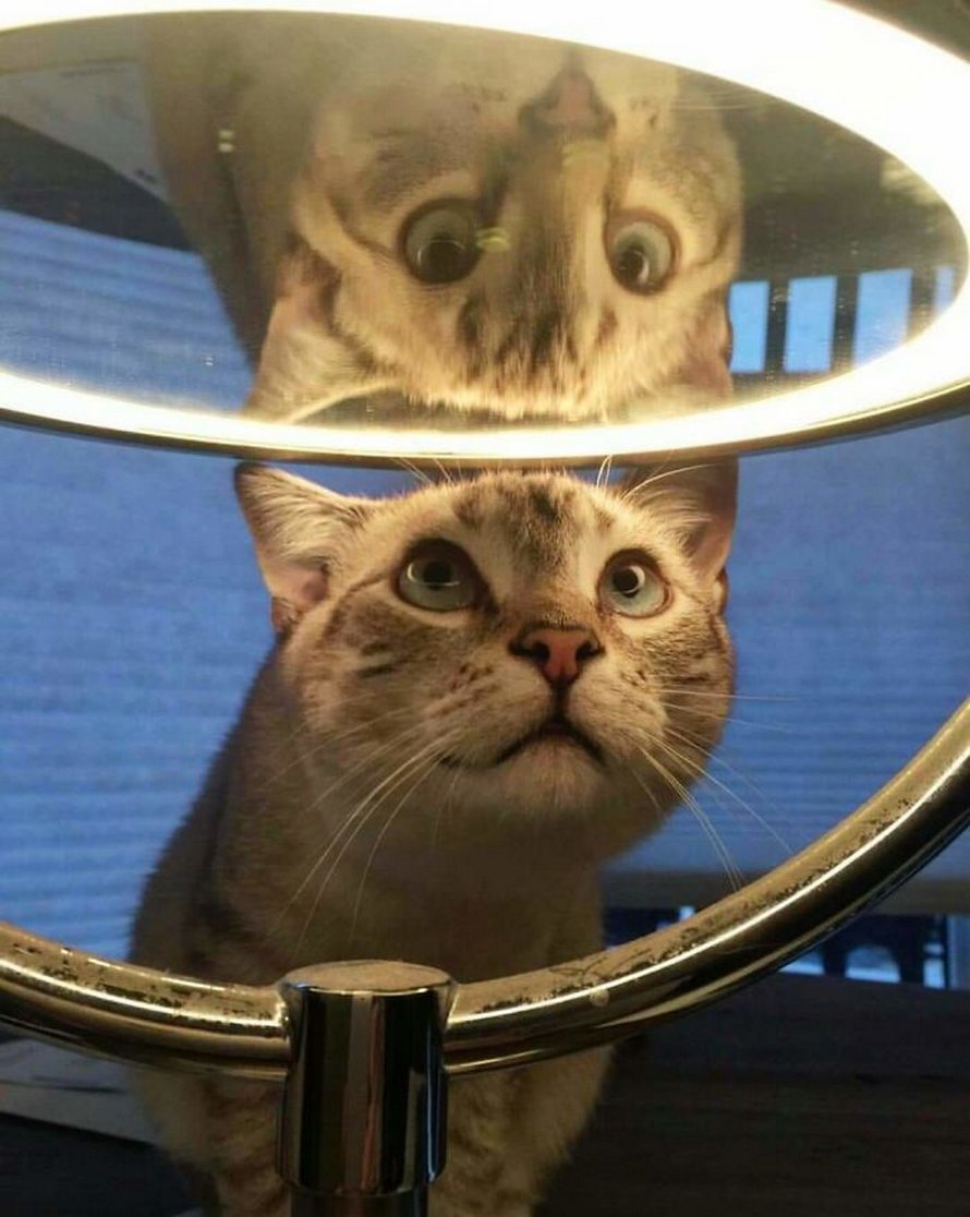 Ces Animaux De Compagnie Ont Decouvert Les Miroirs Et Ces 22 Photos Sont Trop Droles Ipnoze Ces Animaux De Compagnie Ont Decouvert Les Miroirs Et Ces 22 Photos Sont Trop Droles Ipnoze