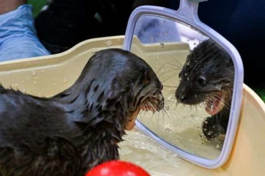 Ces Animaux De Compagnie Ont Decouvert Les Miroirs Et Ces 22 Photos Sont Trop Droles Ipnoze Ces Animaux De Compagnie Ont Decouvert Les Miroirs Et Ces 22 Photos Sont Trop Droles Ipnoze