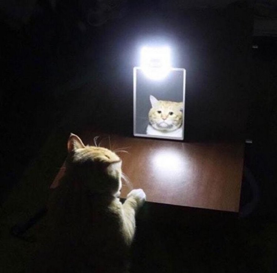 Ces Animaux De Compagnie Ont Decouvert Les Miroirs Et Ces 22 Photos Sont Trop Droles Ipnoze Ces Animaux De Compagnie Ont Decouvert Les Miroirs Et Ces 22 Photos Sont Trop Droles Ipnoze